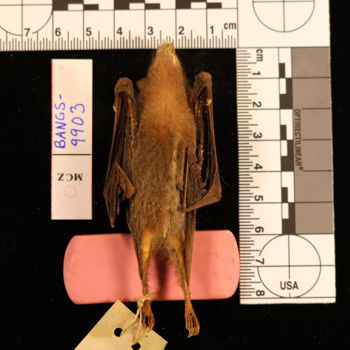 Media type: image;   Mammalogy BANGS-9913 Description: Image of skin specimen - ventral view. ventral view of skin.;